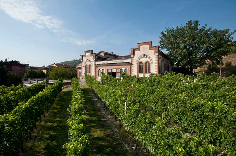 Ad Alba il seminario “Wine Skills To Market. Come cambiano le sfide ... - Gazzetta D'Asti