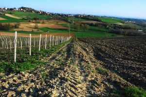 Riordino delle province: approvato il manifesto per la valorizzazione del territorio collinare piemontese