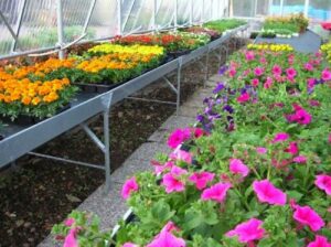 L’astigiano Claudio Nicola delegato italiano dei vivaisti dell’Europa – gallery