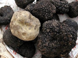 Asti, primo giorno del mercato del tartufo