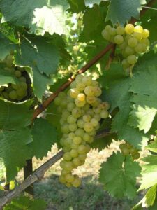 Il Consorzio Terre di Qualità presenterà i prodotti dell’Astigiano al primo Festival di Campagna Amica “Cibi d’Italia” – gallery