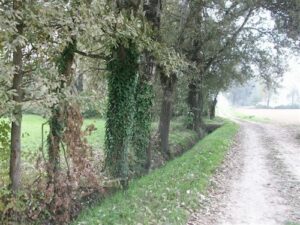 Ad Isola d’Asti cane da tartufi muore avvelenato – gallery