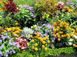 Tutto per il giardino: natura e arte in mostra a Castelnuovo Don Bosco – gallery