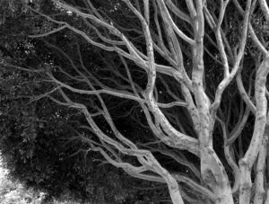 Ad Asti l’iniziativa “Adotta un cucciolo di albero”