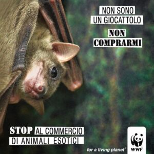 Appello del Wwf: a Natale non regalate animali esotici