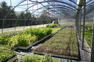 Aziende agricole del Piemonte, sale l’estensione media