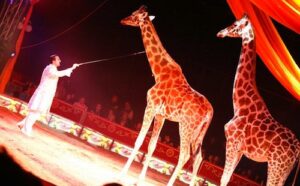 Polemiche sul circo a Nizza Monferrato