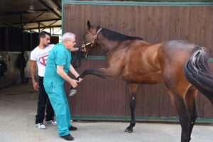 Visite veterinarie ai cavalli del Palio di Asti: la fotogallery – gallery