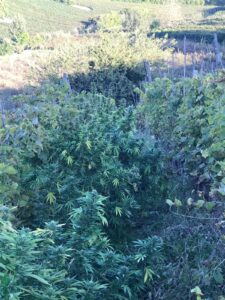 Nizza Monferrato, coltivava marijuana in vigna e la teneva nel suo bar: arrestato dai carabinieri – gallery