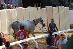 tauserwwwgazzettadastiwp-contentuploadssites2201909de962b1e28f67bbe5c2b8d5e01d5f828.jpg