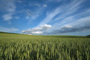 Emergenza Ucraina. Coldiretti: “In Italia pronti a produrre 75 milioni di mais e grano in più”
