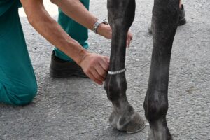 Visite veterinarie, passano anche tutti i cavalli del pomeriggio