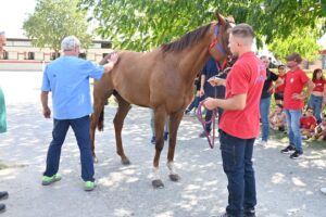 Secondo giorno di visite veterinarie in vista del Palio di domenica