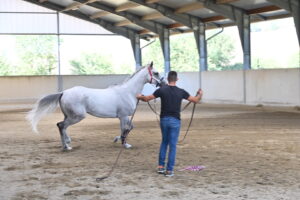 Terminate le visite veterinarie, escluso un cavallo di San Damiano