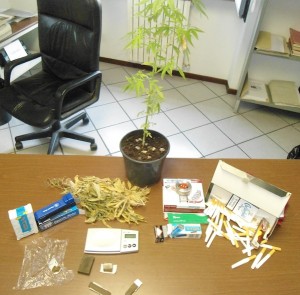 Coltiva marijuana in casa: arrestato dai carabinieri di Nizza Monferrato