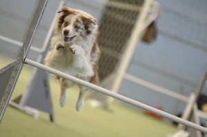 agility dog