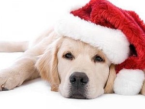 CANE NATALE