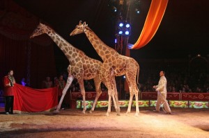 CIRCO