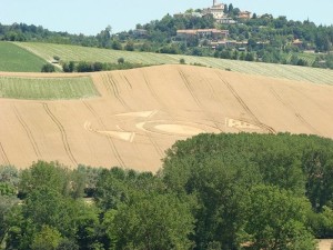 Crop circles a Robella: processione di turisti - GAZZETTA D'ASTI