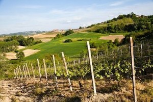 strada del vino astesana