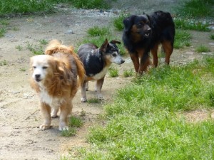 cagnolini3