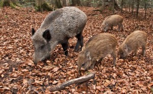 Lotta ai danni da cinghiali nelle aree protette: le azioni dell’Ente di Gestione   per preservare l’equilibrio ecologico e le coltivazioni agricole