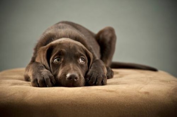 Fido e Gatto adottano a distanza i meno fortunati