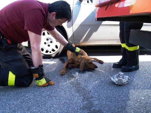 Animali morti o feriti, che cosa fare in caso di necessità