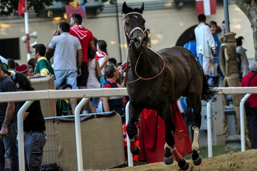 Asti: un cavallo abbattuto dopo il Palio 2015