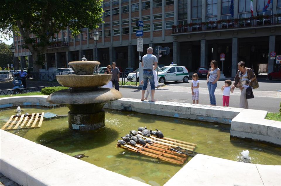 Asti: odissea finita per le tartarughe dei giardini pubblici