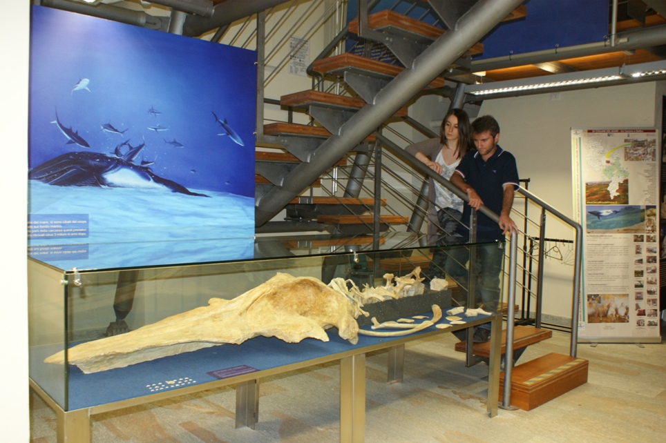 Museo dei fossili: si aggiunge un giorno in più di accesso gratuito per il Settembre Astigiano