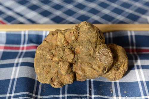 Il tartufo, re dell’autunno astigiano