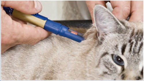 Diabete di cani e gatti, adesso è più facile curarlo: la soluzione in una penna