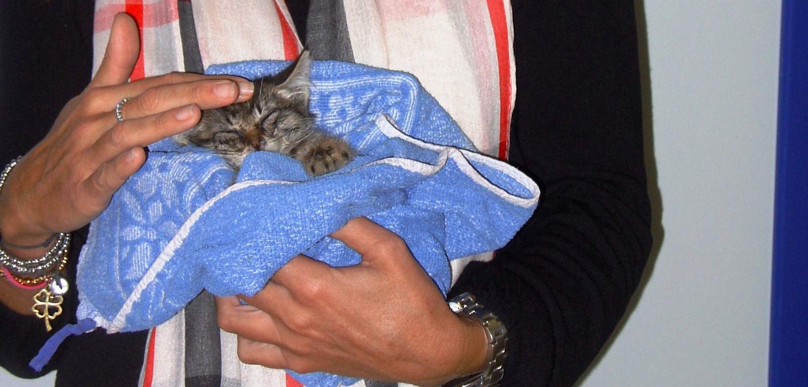 Ancora un caso di maltrattamento animali: gattina di 30 giorni gettata da un camion
