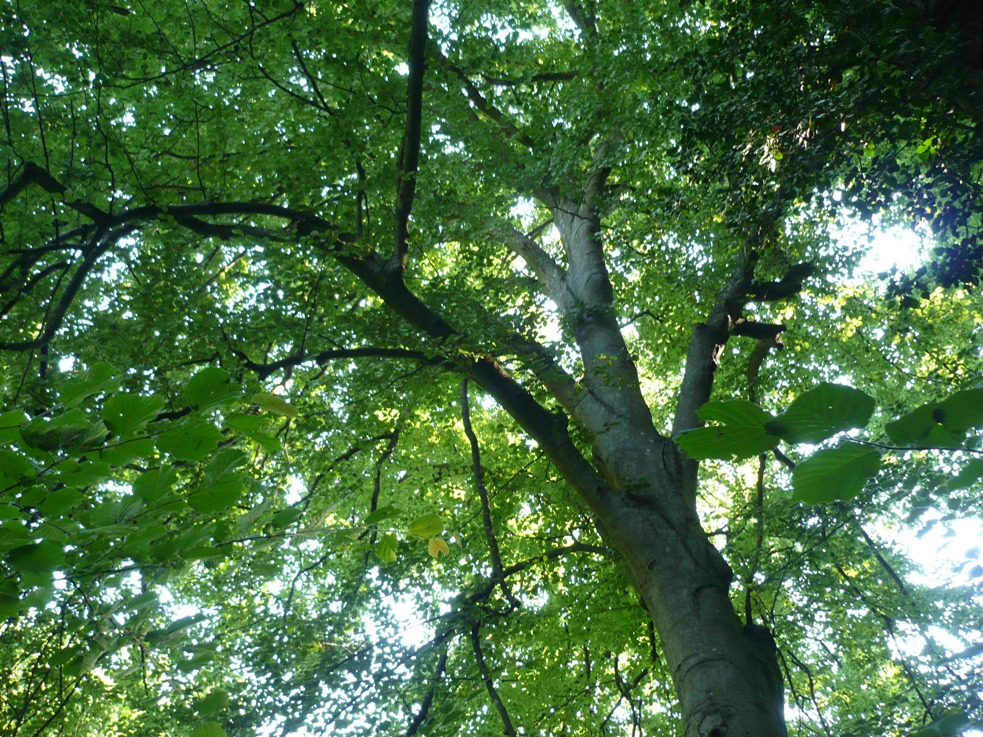 Il “grande faggio” del parco naturale di Rocchetta Tanaro dichiarato albero monumentale