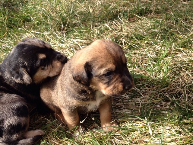 Sette cuccioli adottabili a Tonco