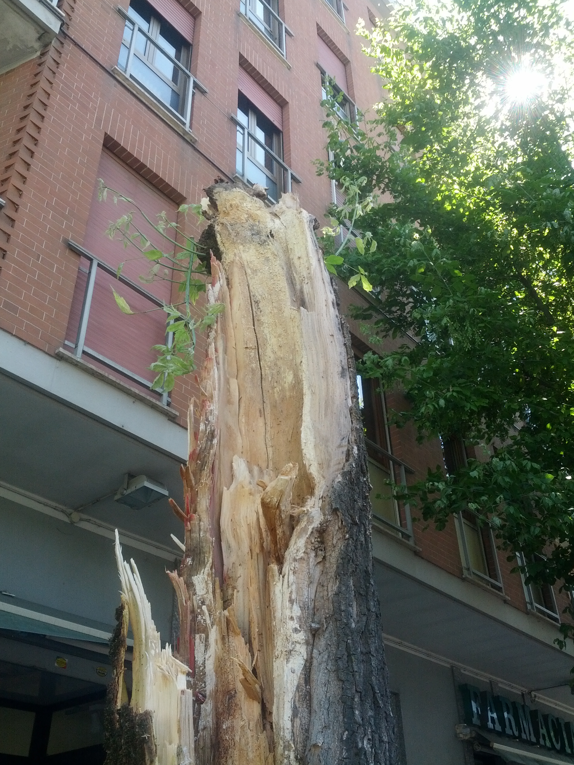 Il forte vento spezza un albero in corso Torino