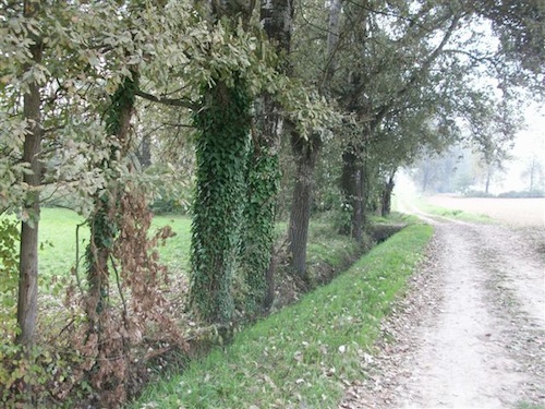 Ad Isola d’Asti cane da tartufi muore avvelenato