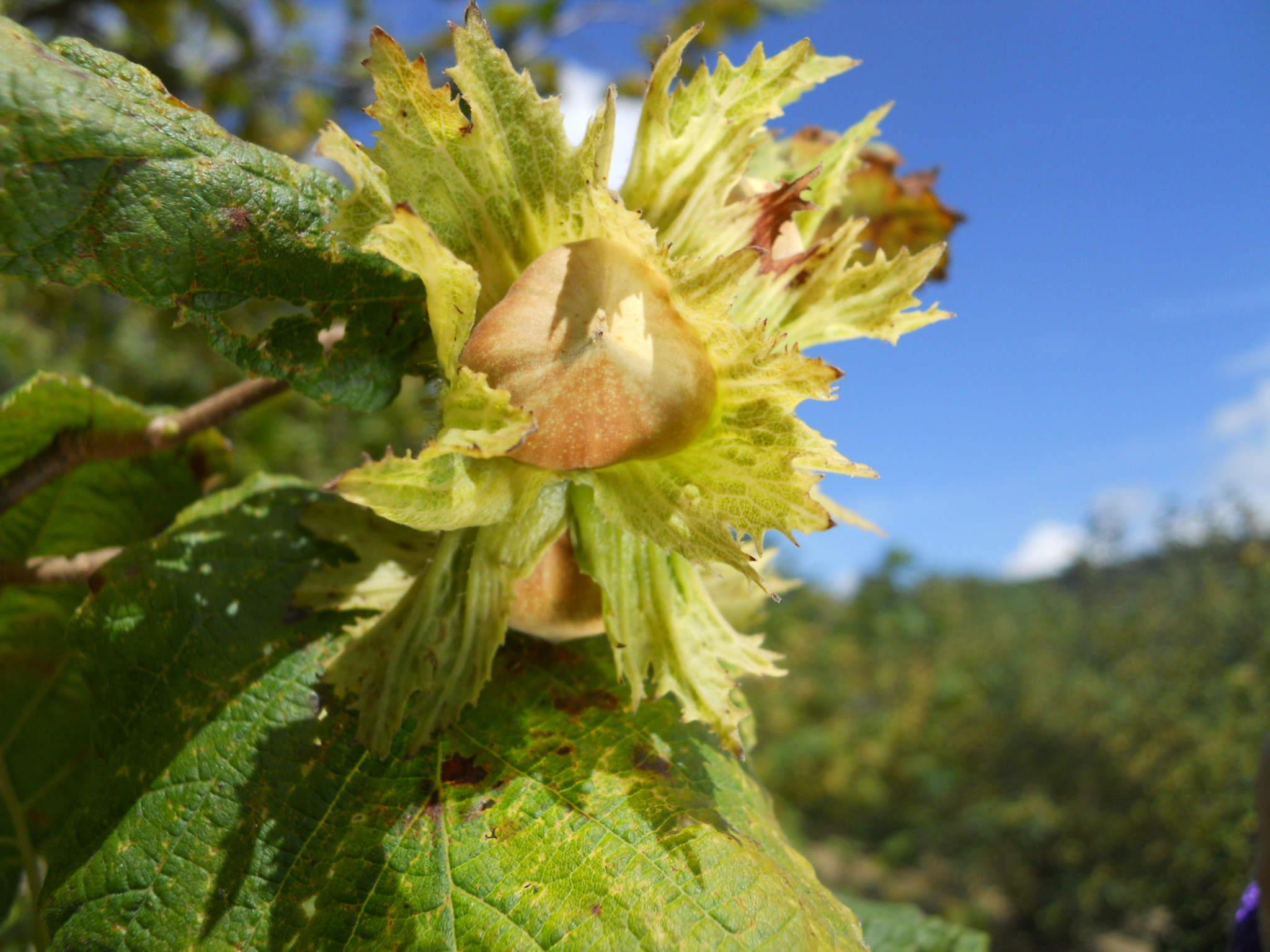 Convegno regionale sul nocciolo al Penna