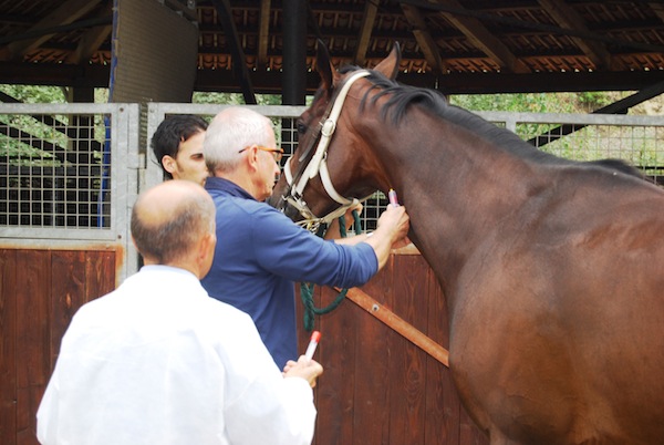 Veterinari dell’Asl AT in prima fila nei controlli sui cavalli del Palio