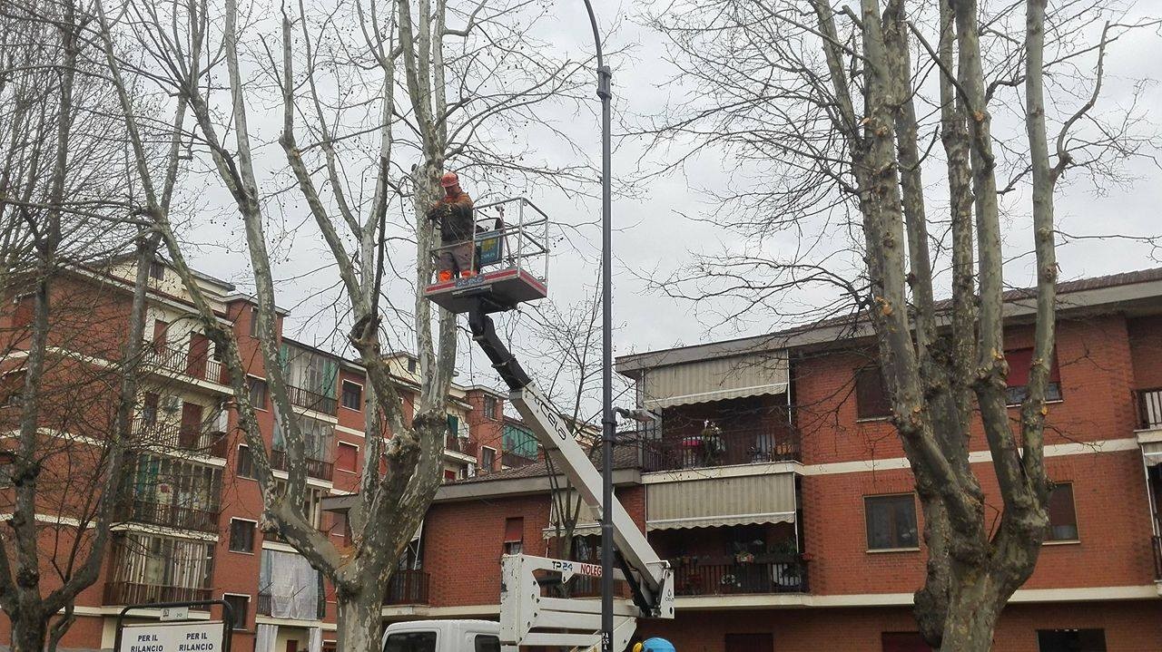 Ad Asti iniziata la potatura dei 250 platani di viale Pilone