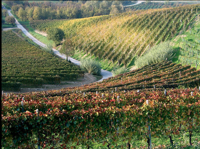 Langhe-Roero Monferrato sito Unesco: la fotogallery