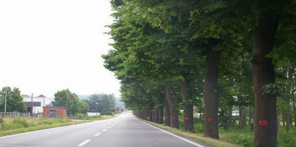 Richiesta di tutela del viale alberato di tigli lungo la ex Strada Statale 10 a Villafranca