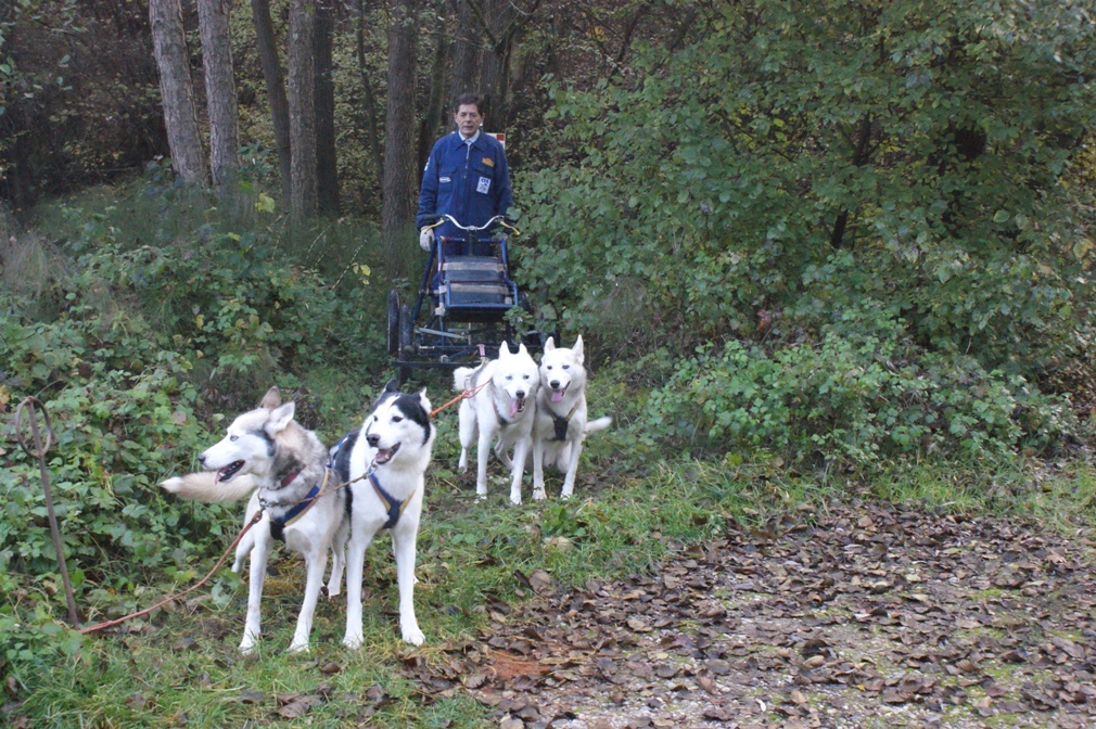 Ai confini col parco di Rocchetta l’allenamento del campione di Sleddog Fabio Raviola