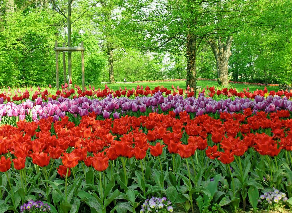 Messer Tulipano fiorisce a Pralormo: le foto