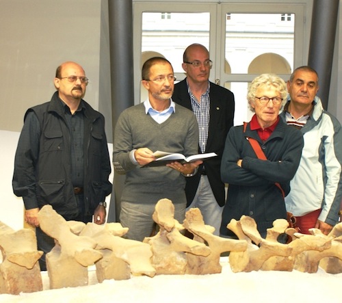 La balenottera di Vigliano torna in terra astigiana 54 anni dopo il suo ritrovamento