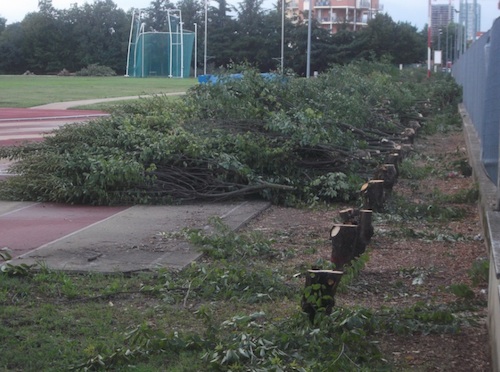 Abbattimento alberi al palazzetto. Porta: “Chiediamo all’Amministrazione un incontro aperto”