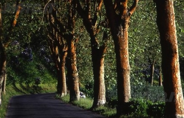 Nella giornata nazionale dell’albero messi a dimora alcune piante nella scuola dell’infanzia Santa Caterina