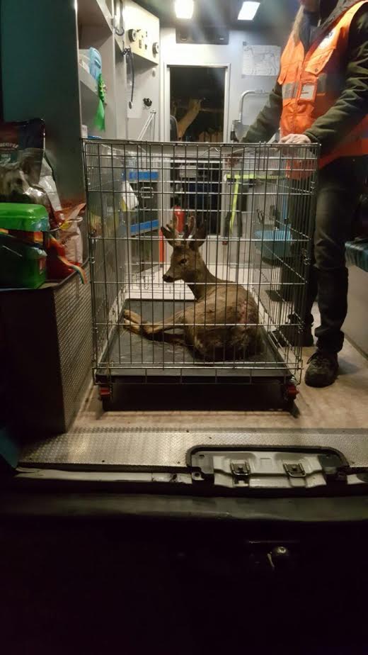 Capriolo si infila in un cancello. Salvato dall’Ambulanza Veterinaria a Migliandolo