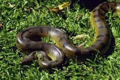 A Nizza Monferrato è caccia al serpente